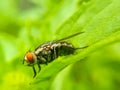 a beautiful black brown fly with red eyes on a green leaf. Royalty Free Stock Photo