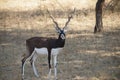 Beautiful black buck staring at us