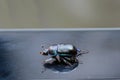 Beautiful black bug with blue pigments Royalty Free Stock Photo