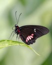 Close up side view of male pink checked cattleheart butterfly standing on green leaf Royalty Free Stock Photo