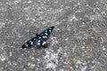 Beautiful black butterfly on concrete