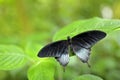 Beautiful black butterfly, Great Mormon, Papilio memnon, resting on the green branch, insect in the nature habitat, India.
