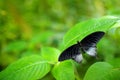 Beautiful black butterfly, Great Mormon, Papilio memnon, resting on the green branch. Wildlife scene from nature. Green vegetation