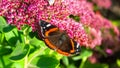 Black butterfly Monarch on meadow flower, generated AI