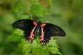 Beautiful black butterfly, Scarlet or Red Mormon, Papilio rumanzovia. Big and colourful insect on the green branch