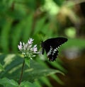 Beautiful black butterfly with white pattern on wings, close-up Royalty Free Stock Photo