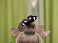 Beautiful black butterfly with white round spots on the statue. Royalty Free Stock Photo