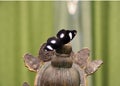 Beautiful black butterfly with white round spots on the statue. Royalty Free Stock Photo