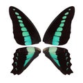 Beautiful black butterfly wings with turquoise spots isolated on white background Royalty Free Stock Photo