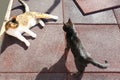 Beautiful black and calico cats on rubber tiles outdoors, above view. Stray animals