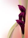 Beautiful black calla lilly Royalty Free Stock Photo