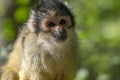 Beautiful Black-Capped Squirrel Monkey In A Tree Royalty Free Stock Photo