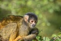 Beautiful Black-Capped Squirrel Monkey In A Tree Royalty Free Stock Photo