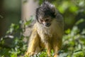 Beautiful Black-Capped Squirrel Monkey In A Tree Royalty Free Stock Photo