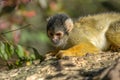 Beautiful Black-Capped Squirrel Monkey In A Tree Royalty Free Stock Photo