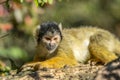 Beautiful Black-Capped Squirrel Monkey In A Tree Royalty Free Stock Photo