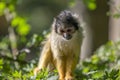Beautiful Black-Capped Squirrel Monkey In A Tree Royalty Free Stock Photo
