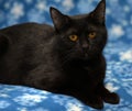 Beautiful black cat with amber eyes Royalty Free Stock Photo