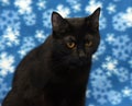 Beautiful black cat with amber eyes Royalty Free Stock Photo