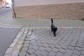 Beautiful black cat crossing a stone road in the city, misfortune superstition concept, homeless animals