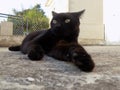 A beautiful black cat with green eyes