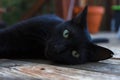 Beautiful black cat with green eyes looking at the camera Royalty Free Stock Photo