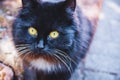 Beautiful black cat with green eyes looking at the camera Royalty Free Stock Photo