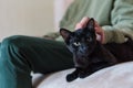 Black cat resting on the sofa looking forward while being caressed by its owner. Cute black kitten staring straight ahead Royalty Free Stock Photo