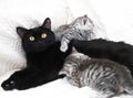 black cat with kittens Royalty Free Stock Photo