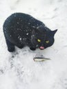 Beautiful black cat licks when eating fish. Royalty Free Stock Photo
