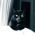 A beautiful black cat living indoors. Adult feline portrait.