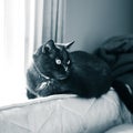 A beautiful black cat living indoors. Adult feline portrait.