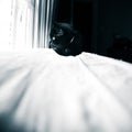 A beautiful black cat living indoors. Adult feline portrait.