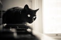 A beautiful black cat living indoors. Adult feline portrait.