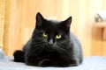 Beautiful black cat is lying on the scratching post and looking to the camera Royalty Free Stock Photo
