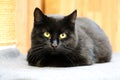 Beautiful black cat is lying on the scratching post and looking to the camera Royalty Free Stock Photo
