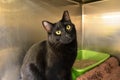 Beautiful Black Cat at Pet Adoption Event Royalty Free Stock Photo