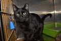 Beautiful Black Cat at Pet Adoption Event Royalty Free Stock Photo