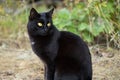 Beautiful black cat portrait close up with yellow eyes and attentive look Royalty Free Stock Photo