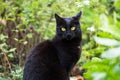 Beautiful black cat portrait with yellow eyes and attentive look in spring garden in green grass and plants close up Royalty Free Stock Photo