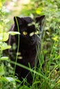 Beautiful black cat portrait with yellow eyes and attentive look in spring garden in green grass in sunlight close up Royalty Free Stock Photo