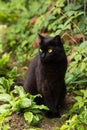 Beautiful black cat portrait with yellow eyes and attentive look in summer garden in green grass leaves and plants Royalty Free Stock Photo