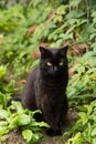 Beautiful black cat portrait with yellow eyes and attentive look in summer garden in green grass leaves and plants Royalty Free Stock Photo