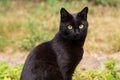 Beautiful black cat portrait with yellow eyes and attentive look in summer garden in green grass in nature close up Royalty Free Stock Photo