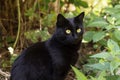 Beautiful black cat portrait with yellow eyes and attentive look in summer garden in green grass and plants close up Royalty Free Stock Photo