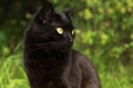 Beautiful black cat portrait with yellow eyes close up in green grass in nature in spring summer garden Royalty Free Stock Photo