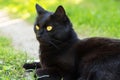 Beautiful black cat portrait with yellow eyes close up outdoors in green grass in spring nature Royalty Free Stock Photo