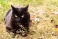 Beautiful black cat portrait with yellow eyes lie outdoors in green grass in nature in sunlight, copy space Royalty Free Stock Photo