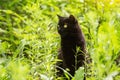 Beautiful black cat portrait with yellow eyes in spring garden in green grass and plants in sunlight, copyspace Royalty Free Stock Photo