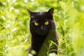 Beautiful black cat portrait with yellow eyes in spring garden in green grass in sunlight close up Royalty Free Stock Photo